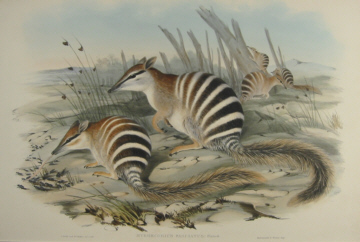 John Gould Mammals of Australia